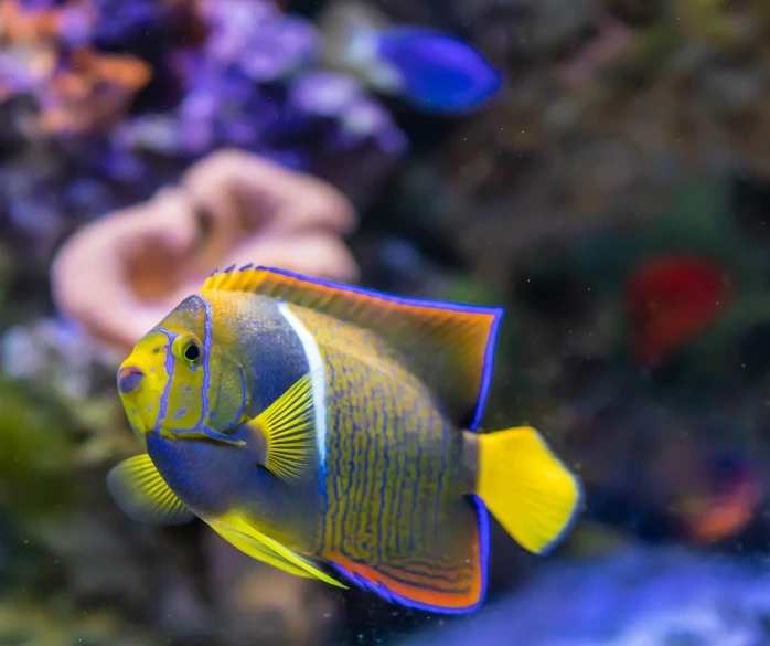 a close up of a fish in an aquarium, a picture, fine art, sea butterflies, yellow and blue, focused photo, dlsr photo