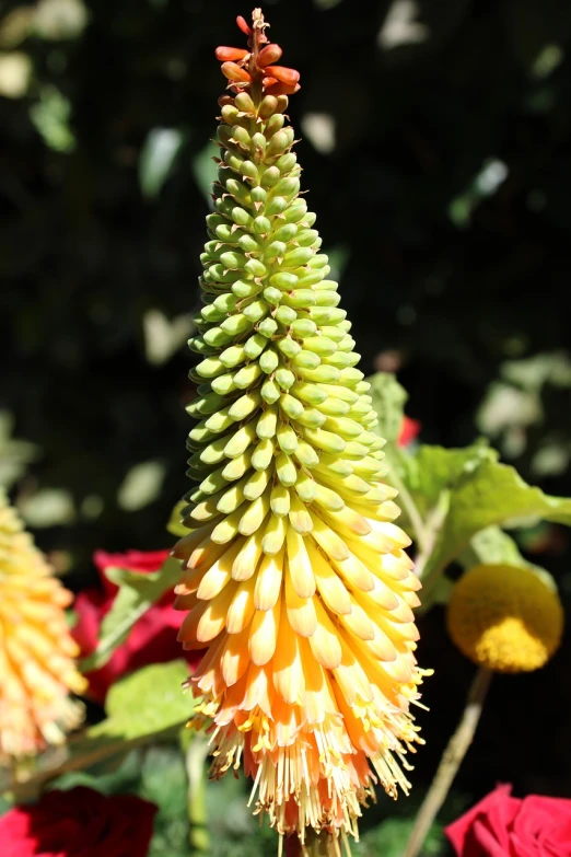 a close up of a plant with flowers in the background, hurufiyya, cone shaped, sharp lighting. bright color, intense albino, dragon tail