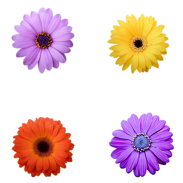 four different colored flowers on a black background, by Jan Rustem, art photography, daisy, orange and purple color scheme, photostock, bottom - view