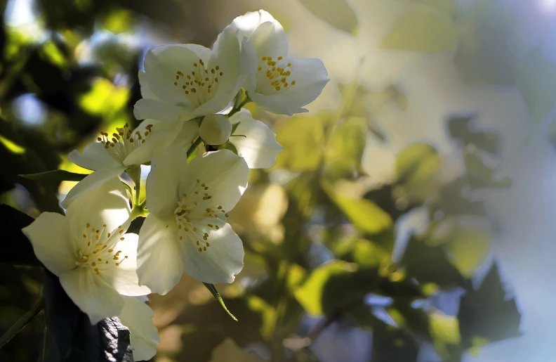 a bunch of white flowers sitting on top of a tree, a digital painting, romanticism, backlight photo sample, sun - drenched, bokeh. brian spilner, jasmine