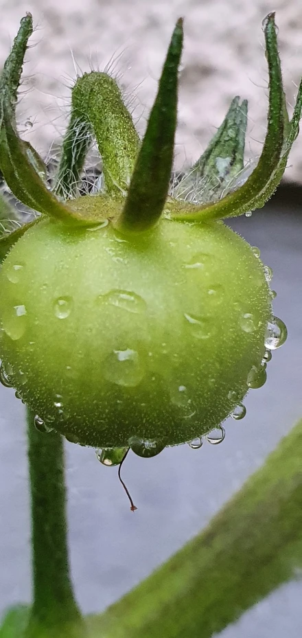 a green tomato with water droplets on it, flickr, process art, flower sepals forming helmet, taken in the early 2020s, berries inside structure, avatar image