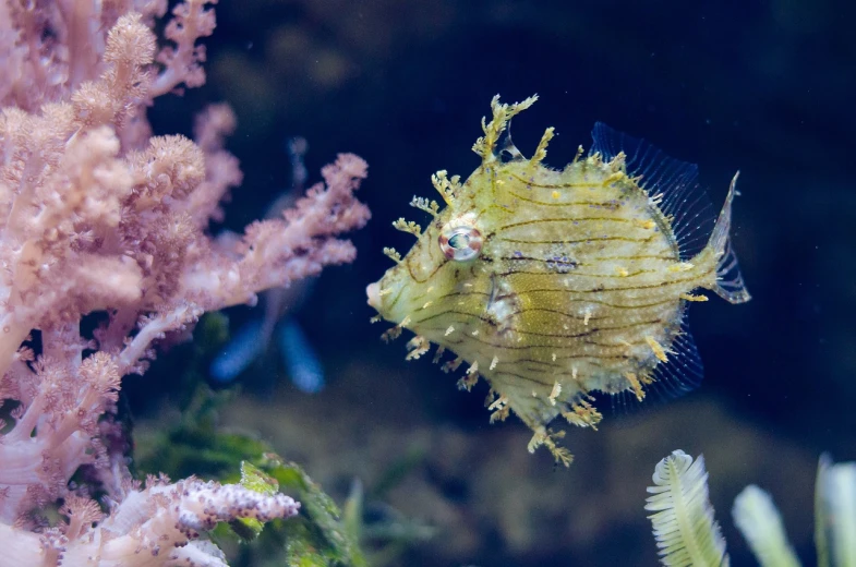 a close up of a fish in an aquarium, a picture, by Anna Haifisch, pexels, renaissance, leafy sea dragon, blob, frills, watch photo