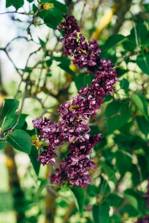 a bunch of purple flowers hanging from a tree, a portrait, hurufiyya, lilac bushes, shot on hasselblad, twisting leaves, slightly red