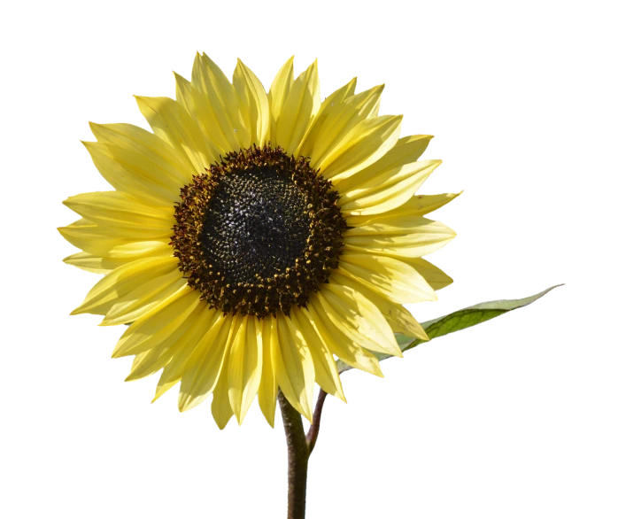 a close up of a sunflower with a black background, a portrait, high detail product photo