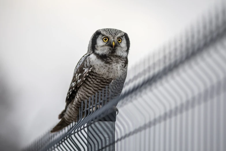 a close up of a bird on a fence, a portrait, shutterstock, bauhaus, owl, modern very sharp photo