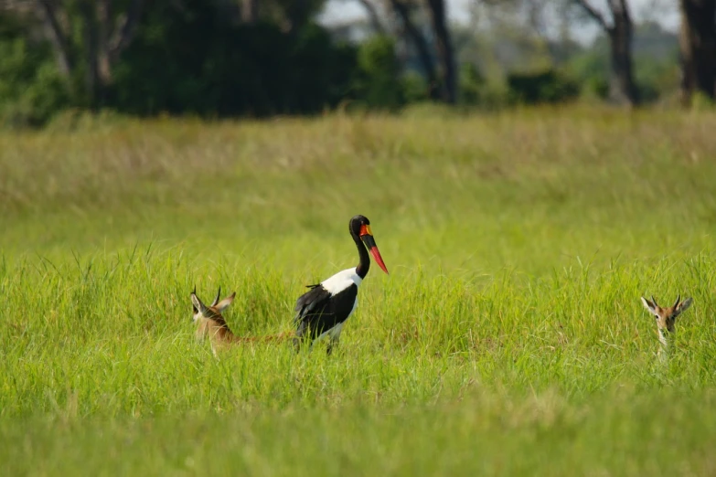 a couple of birds standing on top of a lush green field, a portrait, running in savana, wildlife photo, in africa, crane