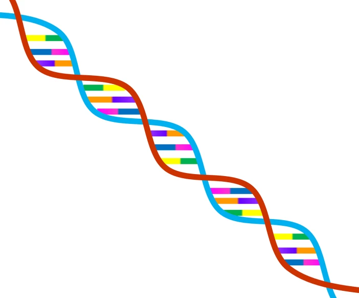 a multicolored strand of dna on a white background, an illustration of, simple path traced, flat color and line, fetus, equine