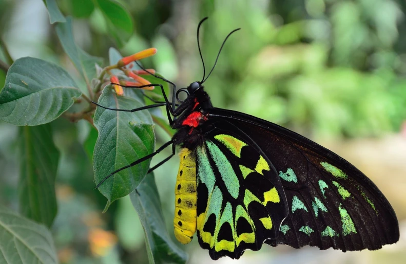 a close up of a butterfly on a leaf, by Dietmar Damerau, shutterstock, hurufiyya, red green yellow color scheme, green and black color scheme, halyomorpha halys, ready to eat