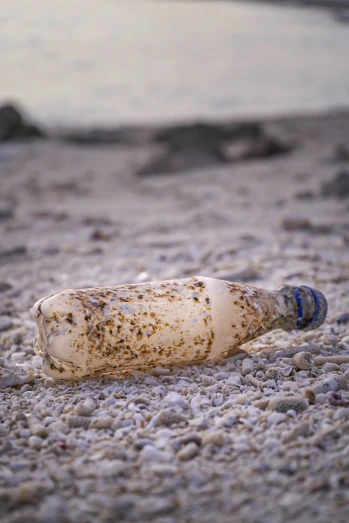 a plastic bottle sitting on top of a sandy beach, a picture, plasticien, speckled, tan, vessels, light from bottom