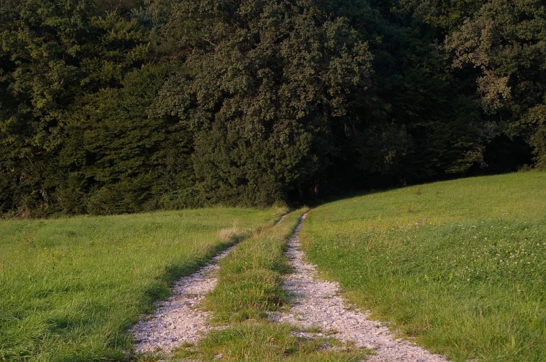 a couple of cows standing on top of a lush green field, by Charmion von Wiegand, flickr, renaissance, road in a forest road, ((((dirt brick road)))), late summer evening, 2 4 mm iso 8 0 0