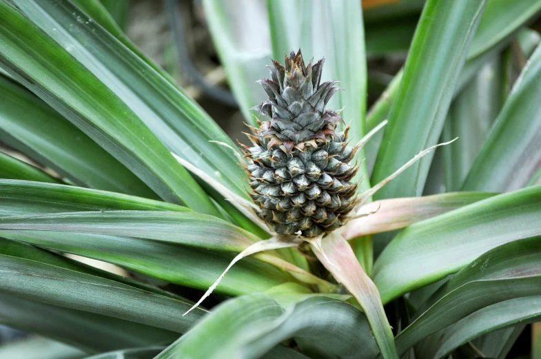 a close up of a pineapple on a plant, a portrait, hurufiyya, modern very sharp photo