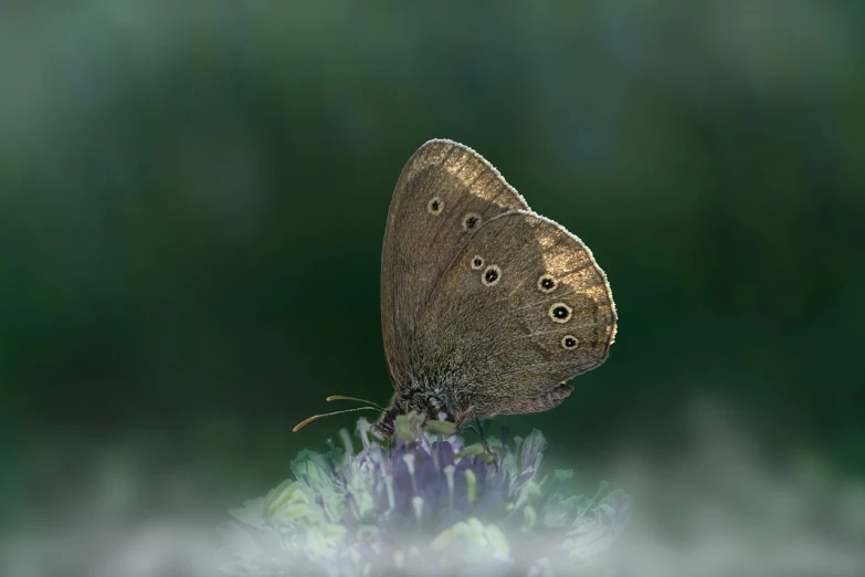 a brown butterfly sitting on top of a purple flower, by Dave Allsop, tonalism, highly detailed product photo, ringlet, difraction from back light, various posed