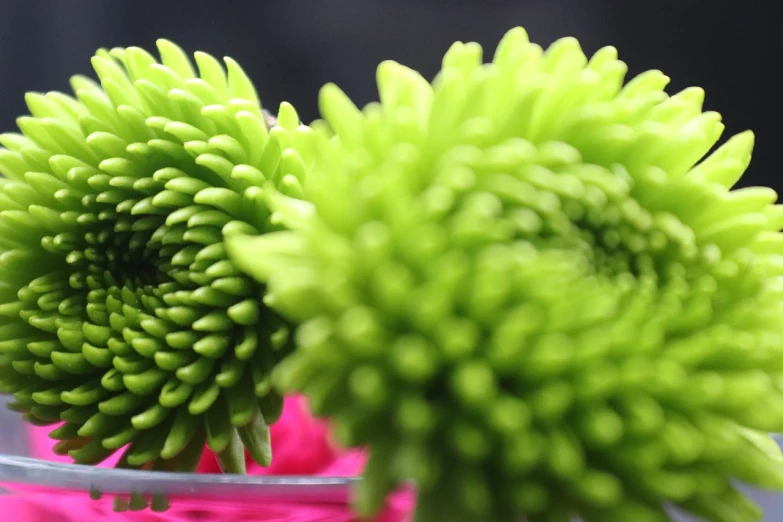 a vase filled with green flowers on top of a table, a picture, precisionism, colourful close up shot, chrysanthemum eos-1d, spiralling, zoomed in