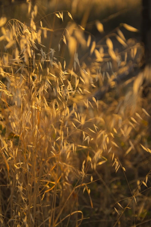 a close up of some tall grass in a field, a picture, by Thomas Häfner, shutterstock, digital art, golden dappled dynamic lighting, in an evening autumn forest, dried plants, close-up shot