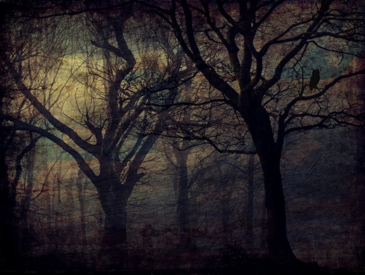 a couple of trees sitting in the middle of a forest, inspired by David Octavius Hill, shutterstock, tonalism, mystical birds, rich moody cold colours, grungy nightmare, trees in foreground