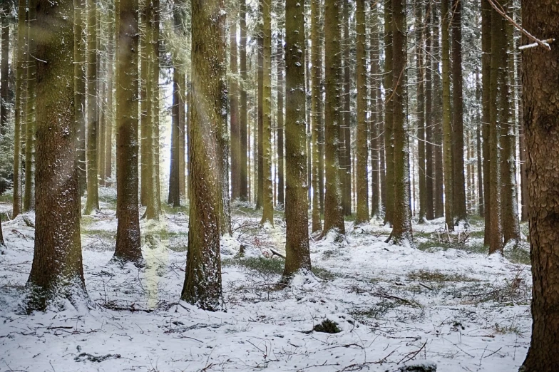 a forest filled with lots of trees covered in snow, a picture, by Karl Pümpin, light rays from the surface, irish forest, clearing. full shot, accurately portrayed