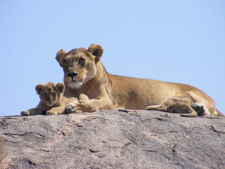 a couple of lions laying on top of a rock, flickr, hurufiyya, motherly, july 2 0 1 1, kitboga, pretty girl