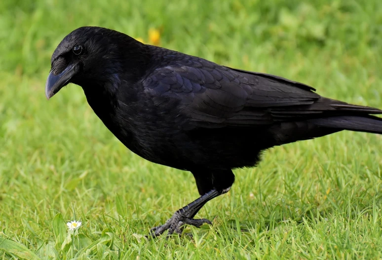 a black bird standing on top of a lush green field, inspired by Gonzalo Endara Crow, pixabay, renaissance, having a snack, side view close up of a gaunt, pale - skinned, black on black