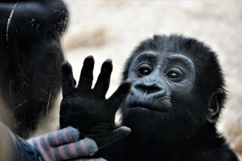 a close up of a person touching a gorilla's hand, by Alex Petruk APe, flickr, hurufiyya, looking through frosted glass, cute face, waving hands, 2011