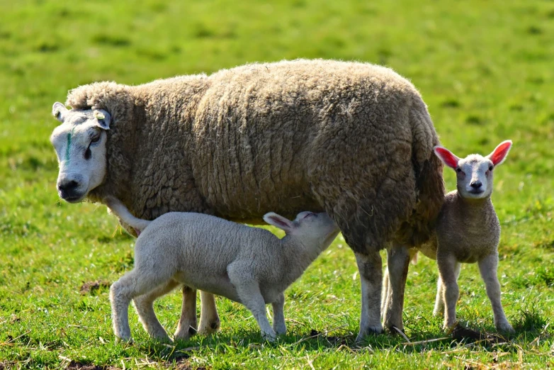 a herd of sheep standing on top of a lush green field, by Karl Völker, pixabay, lamb wearing a sweater, motherly, eating, adult pair of twins