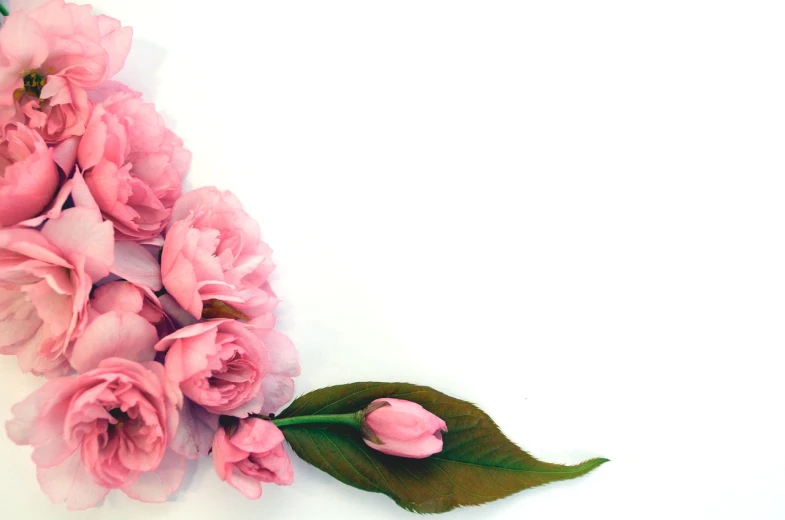 a bunch of pink flowers on a white surface, romanticism, esthetic photo