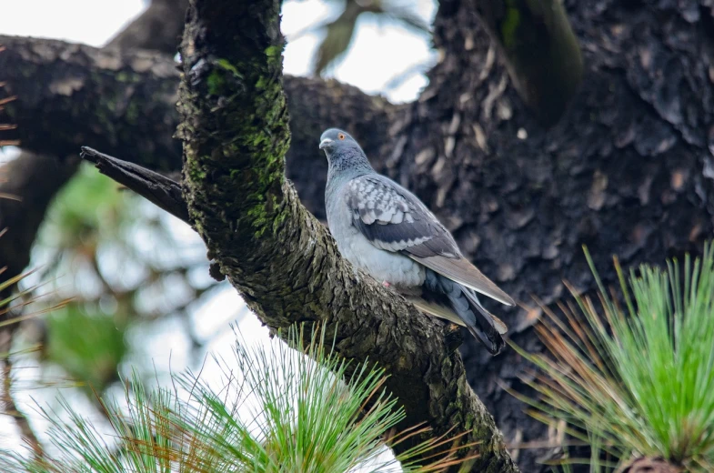 a pigeon sitting on top of a tree branch, a portrait, shutterstock, hurufiyya, in avila pinewood, full length shot, grey, in australia