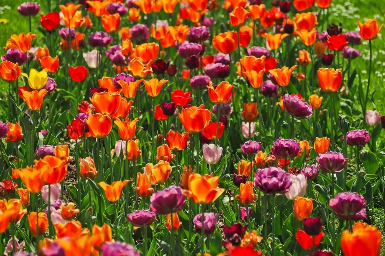 a field of colorful tulips on a sunny day, a picture, pexels, color field, deep purple and orange, vibrant scattered light, details and vivid colors, flowers!!!!