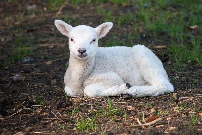 a lamb that is laying down in the grass, a picture, by Robert Brackman, shutterstock, little bo peep, soft - warm, stock photo, hi-res photo