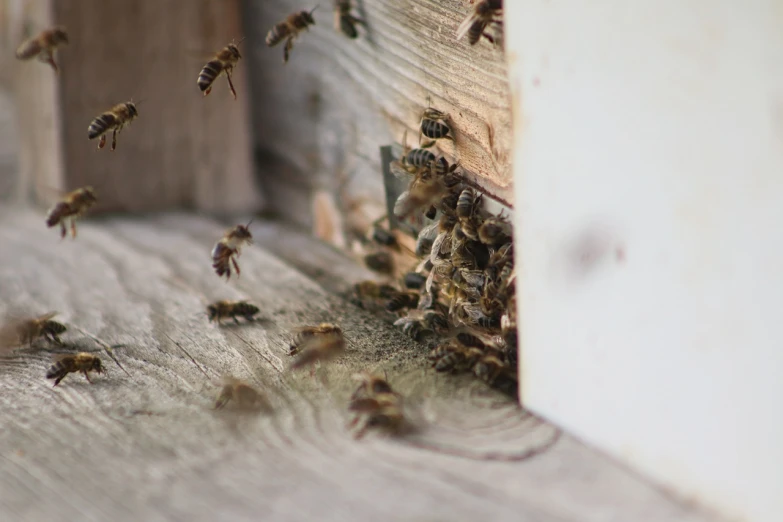 a bunch of bees that are flying in the air, happening, looking around a corner, mid shot photo, illinois, opening shot