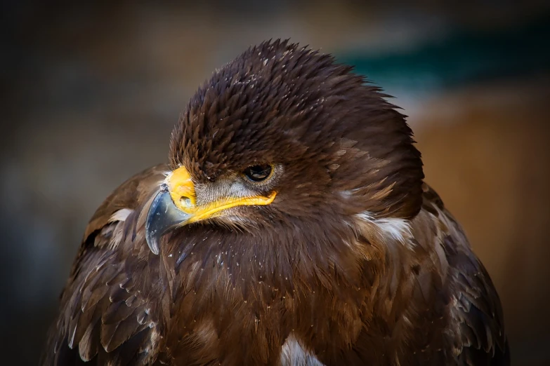 a close up of a bird of prey, a portrait, shutterstock, hurufiyya, wet skin and windblown hair, hdr detail, mongolia, zoo photography