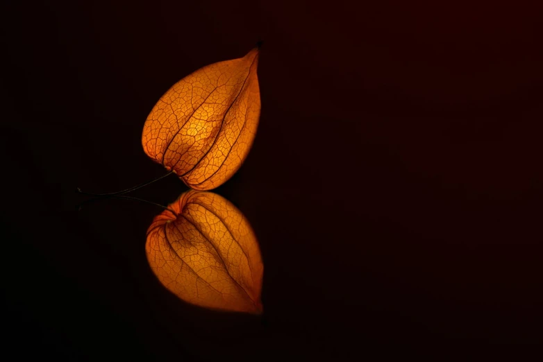 a close up of a leaf on a table, a macro photograph, shutterstock, minimalism, chinese lanterns, beautiful reflexions, dark orange, ethereal lighting - h 640