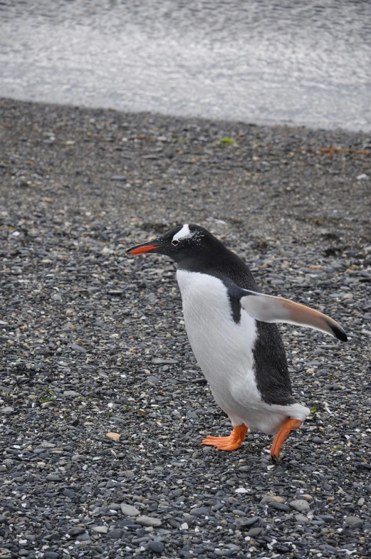 a penguin walking across a gravel field next to a body of water, by Lorraine Fox, flickr, doing a sassy pose, antarctica, on sidewalk, orange grey white