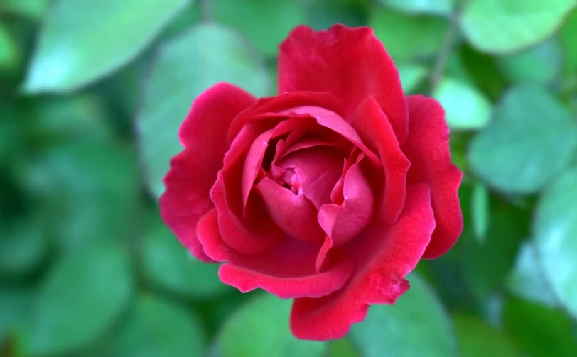 a red rose with green leaves in the background, by Joy Garnett, flickr, rich deep pink, salvia, deep colours. ”