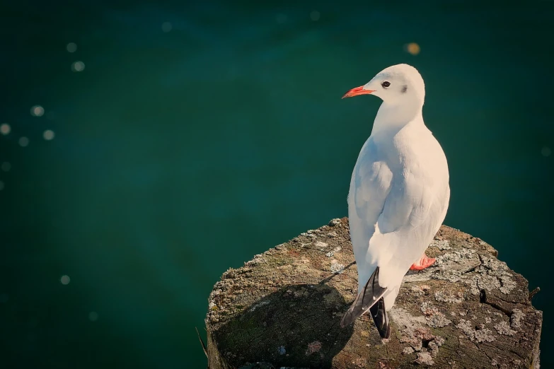 a white bird sitting on top of a rock, a picture, shutterstock, arabesque, beautiful animal pearl queen, seagulls, post processed, caught in 4 k