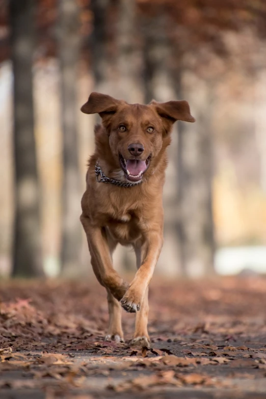 a brown dog running down a dirt road, a portrait, reddish - brown, mikko, autumnal, aleksander rostov