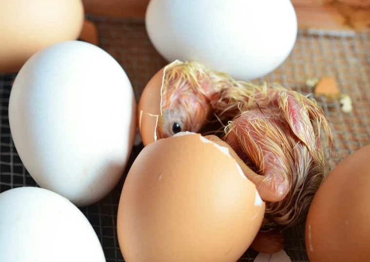 a group of eggs sitting on top of a table, a portrait, newly hatched dragon, high res photo, istock, covered with organic flesh