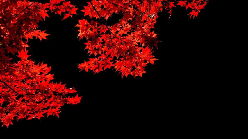a tree with red leaves against a black background, a photo, sōsaku hanga, high contrast 8k, autumn leaves background, background ( dark _ smokiness ), view from bottom to top