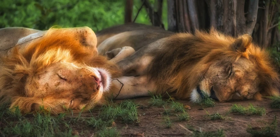 a couple of lions laying on top of a lush green field, pexels contest winner, fantastic realism, sleepy expression, sleepers, simba, fan favorite