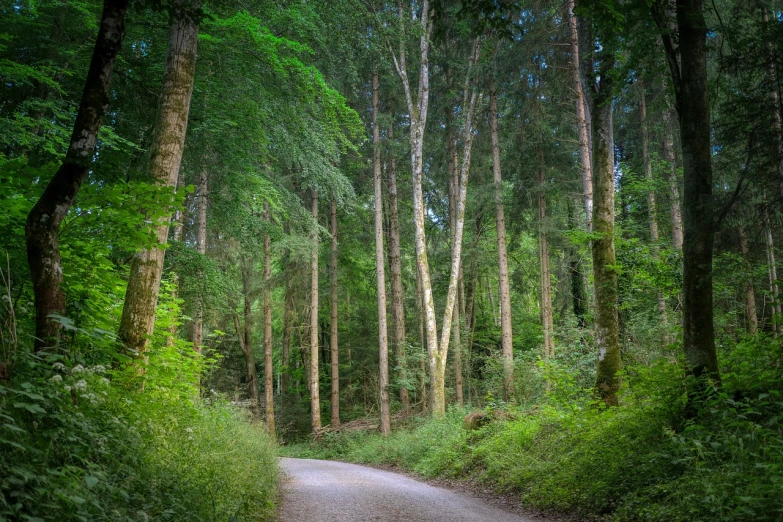 a dirt road in the middle of a forest, a picture, inspired by Jan Müller, shutterstock, renaissance, taken with sigma 2 0 mm f 1. 4, summer evening, sycamore, irish forest