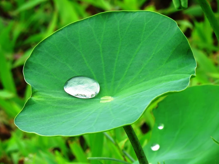 a drop of water sitting on top of a leaf, by Maeda Masao, feng shui, datura, clover, rain sensor