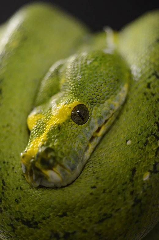 a close up of a green snake on a branch, a portrait, renaissance, 33mm photo, extremely detailed!, head and shoulder shot, detailed zoom photo