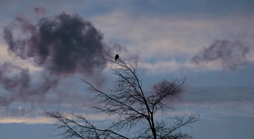 a bird sitting on top of a bare tree, inspired by Gonzalo Endara Crow, flickr, smoke trailing out the back, during dawn, hawk, partly cloudy day