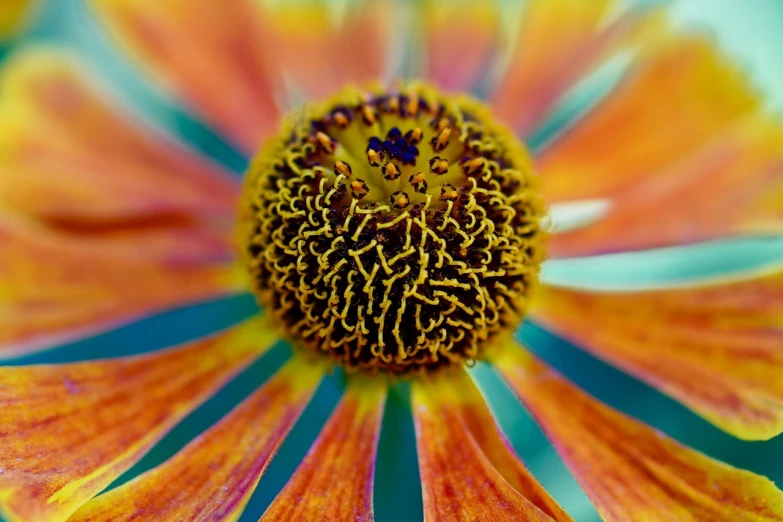 a close up of a flower with a blurry background, a macro photograph, by Jan Rustem, bright colors highly detailed, radiating with power, turquoise and orange, wideangle pov closeup