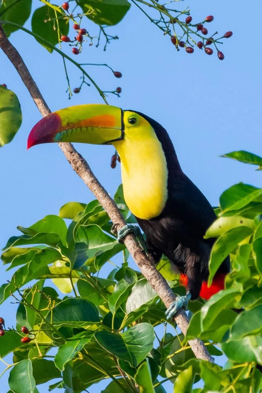 a colorful bird sitting on top of a tree branch, by Niklaus Manuel, 6 toucan beaks, banana, his nose is a black beak, with fruit trees