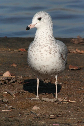 a white bird standing on top of a sandy beach, a portrait, arabesque, grey skinned, illinois, whole head, full - body - front - shot