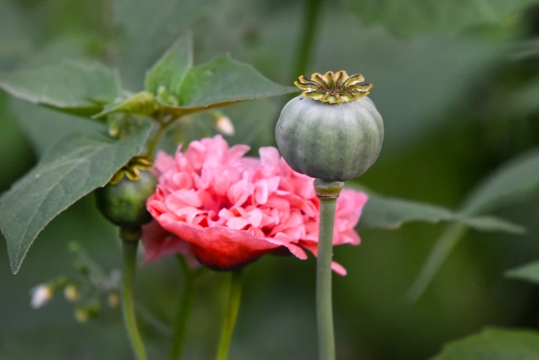 a pink flower sitting on top of a lush green field, a portrait, arabesque, chinese lanterns, dead but beautiful. poppies, permaculture, pincushion lens effect
