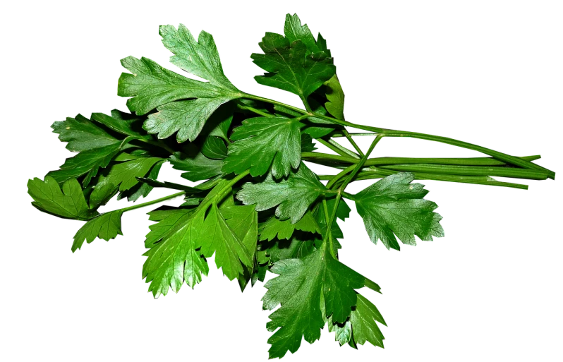 a bunch of green leaves on a black background, hurufiyya, italian, ¯_(ツ)_/¯