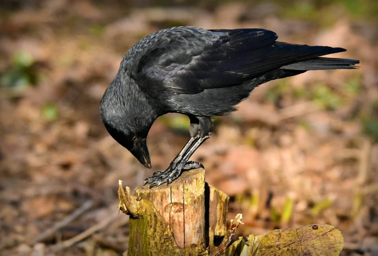 a black bird standing on top of a tree stump, pixabay, renaissance, bending over, with claws, full subject shown in photo, eating