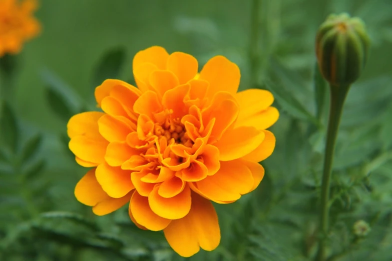 a close up of a yellow flower in a field, a picture, renaissance, dark orange, marigold, flowers and foliage, single color