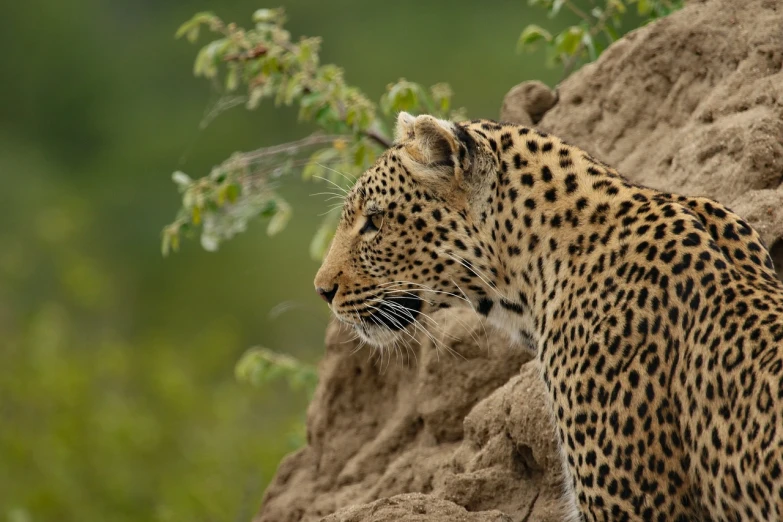 a close up of a leopard on a rock, by Dietmar Damerau, flickr, view from the side”, fur with mud, zulu, intricate”